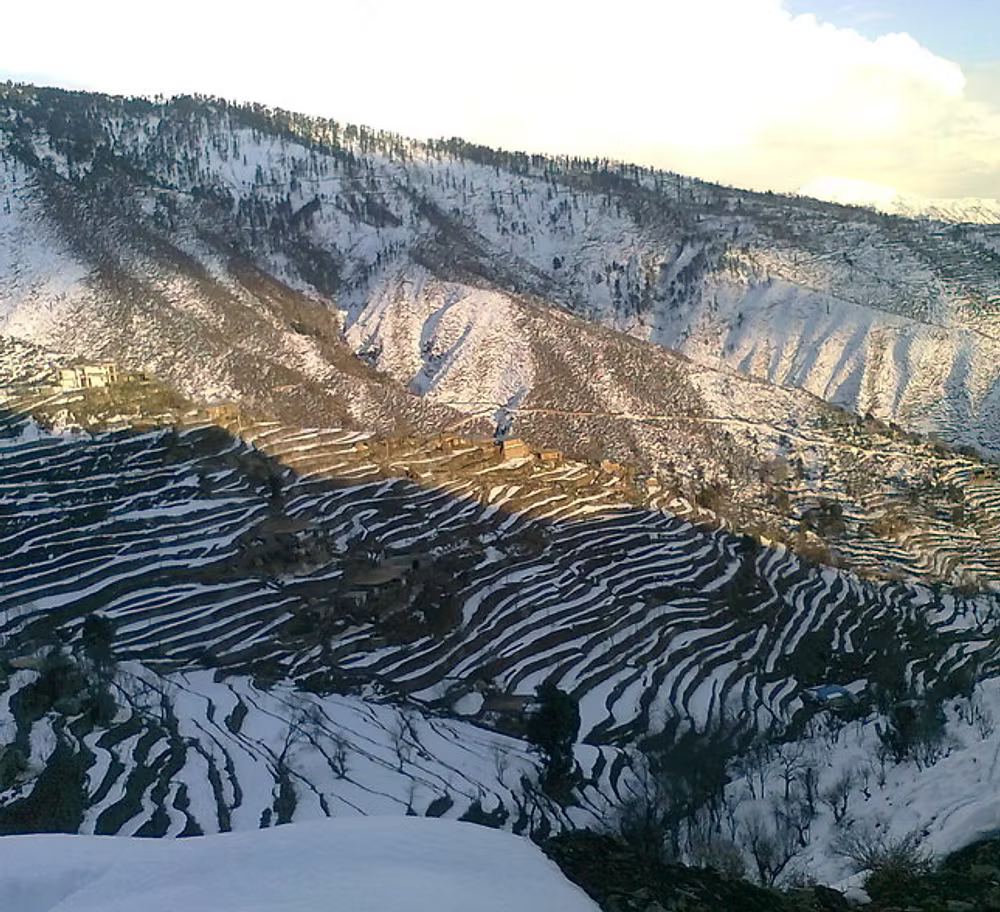 Miel de Jujubier du Pakistan