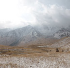 Miel blanc du Kirghizistan